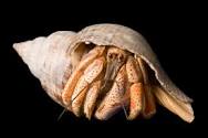 Hermit crab in shell, National Geographic