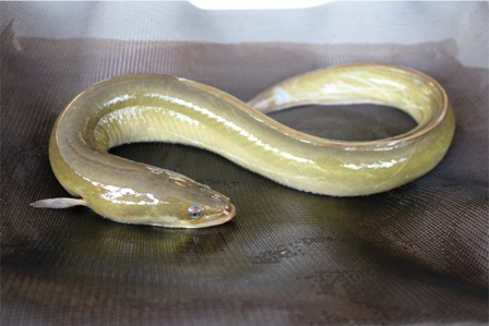 American Eel, native to the Hudson River